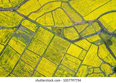 aerial view of rapeseed flower blooming in farmland ,earth color in spring