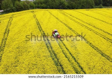 Aerial view of rapeseed yellow fields and tractor agro combine. Agricultural machinery. Cultivation and harvesting
