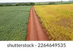 Aerial view of red dirt road with soy plantation with green and yellow parts.