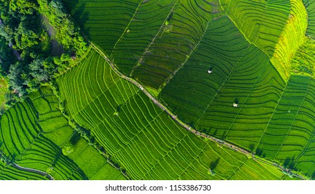 Aerial view of the rice field, Bali, Indonesia