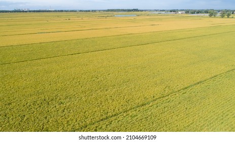 Aerial View Of The Rice Field From Drone