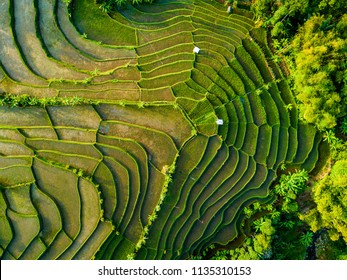 Vista aérea de la terraza de campo de arroz, Bandung, Java occidental, Indonesia, Asia