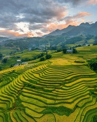 Aerial View Of Rice Field Or Rice Terraces , Sapa, Vietnam. Y Linh Ho Village, Ta Van Valley
