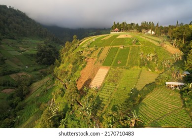 Aerial View Of Rice Fields And Farm Fields On Mountain Slopes And Hills In Tropics. Potatoes, Carrots, Onions, And Various Other Agricultural Commodities. Mulch To Deter Weeds. Terraced Farm Field. 