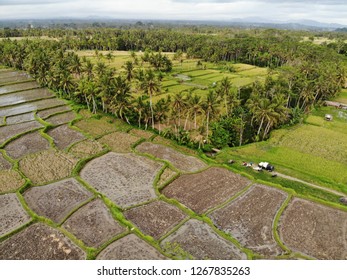 Aerial View Rice Paddy Field Ubud Stock Photo 1267835263 | Shutterstock