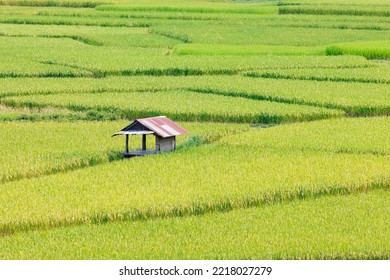 Aerial view of rice terrace in the valley with a traditional rural house located in Nan province, Northern of Thailand - Shutterstock ID 2218027279
