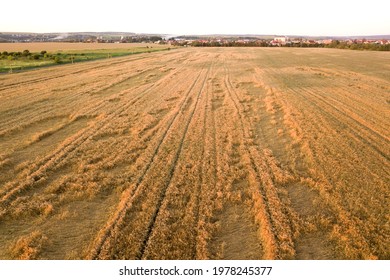 185 Broken corn stalks Images, Stock Photos & Vectors | Shutterstock