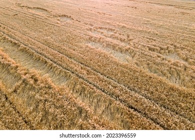 185 Broken corn stalks Images, Stock Photos & Vectors | Shutterstock