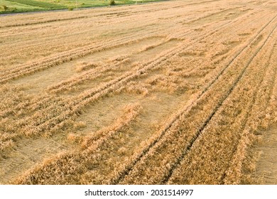 185 Broken Corn Stalks Images, Stock Photos & Vectors 