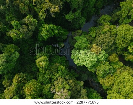 Aerial View of a River flowing in the lush green Forest 