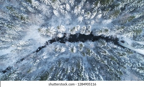 Nordic Forest Images Stock Photos Vectors Shutterstock - 