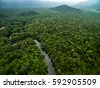 bolivia forest