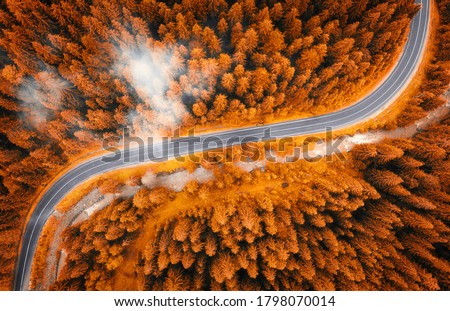 Aerial view of road in beautiful orange forest in low clouds at sunset in autumn. Colorful landscape with roadway, pine trees in fog in Carpathian mountains in fall. Top view of winding road. Travel