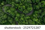 Aerial view road in the middle of the green forest tree, Asphalt forest road in deep tropical rainforest with green tree forest, Nature road adventure and travel environment.