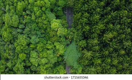 Aerial view of a road through a green lushy forest. Road thought the woods, bird's eye view, green forest, pattern, wallpaper, texture.