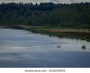 An aerial view of rowers in single sculls on Burnaby Lake, BC, Canada - Powered by Shutterstock