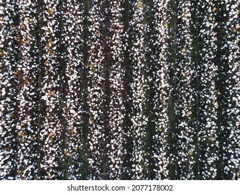 Aerial View Of Rows Of Cotton Plants In A Field In Rural Georgia