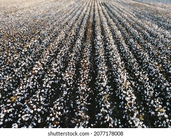 Aerial View Of Rows Of Cotton Plants In A Field In Rural Georgia