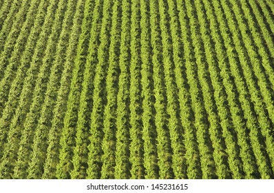 Aerial View Rows Of Grape Vines Vineyard Mornington Peninsula Victoria Australia