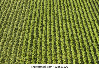 Aerial View, Rows Of Grape Vines, Vineyard, Mornington Peninsula, Victoria, Australia