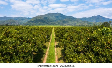 Aerial view rows of orange trees in plantation, Orange tree farm plantation in northern of Thailand. - Shutterstock ID 2098905526