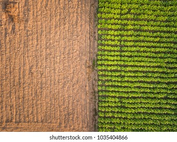 Aerial View ; Rows Of Soil Before Planting.Tobacco Farm Pattern In A Plowed Field Prepared