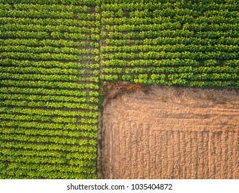 Aerial View ; Rows Of Soil Before Planting.Tobacco Farm Pattern In A Plowed Field Prepared