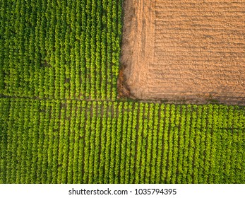 Aerial View ; Rows Of Soil Before Planting.Tobacco Farm Pattern In A Plowed Field Prepared