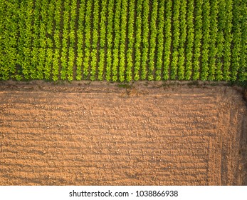 Aerial View ; Rows Of Soil Before Planting.Tobacco Farm Pattern In A Plowed Field Prepared