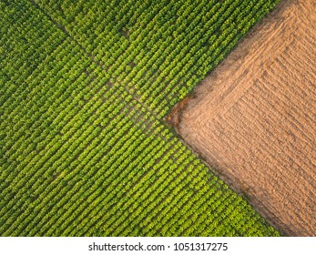 Aerial View ; Rows Of Soil Before Planting.Tobacco Farm Pattern In A Plowed Field Prepared