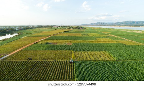 Aerial View ; Rows Of Soil Before Planting.Tobacco Farm Pattern In A Plowed Field Prepared 