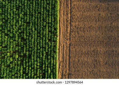 Aerial View ; Rows Of Soil Before Planting.Tobacco Farm Pattern In A Plowed Field Prepared 