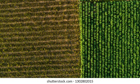 Aerial View ; Rows Of Soil Before Planting.Tobacco Farm Pattern In A Plowed Field Prepared 