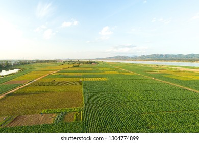 Aerial View ; Rows Of Soil Before Planting.Tobacco Farm Pattern In A Plowed Field Prepared 