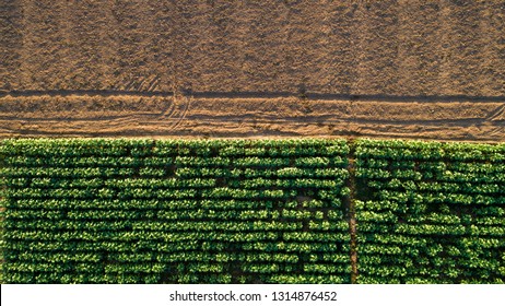 Aerial View ; Rows Of Soil Before Planting.Tobacco Farm Pattern In A Plowed Field Prepared 