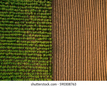 Aerial view ; Rows of soil before planting.Furrows row pattern in a plowed field prepared for planting crops in spring.Horizontal view in perspective. - Shutterstock ID 590308763