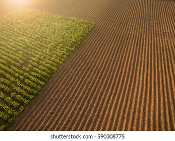 Aerial View ; Rows Of Soil Before Planting.Furrows Row Pattern In A Plowed Field Prepared For Planting Crops In Spring.Horizontal View In Perspective.