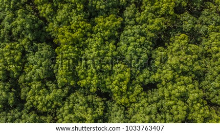 Aerial view Rubber tree forest, Top view of rubber tree and leaf plantation.