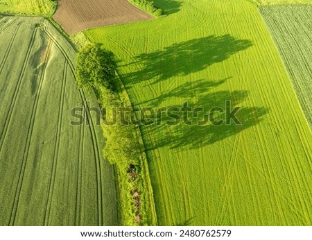 Similar – Courage to leave gaps. Missing trees in an avenue, landscape