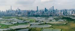 Aerial View Of Rural Green Fields With Fish Ponds On Hong Kong And The Skylines Of Shenzhen