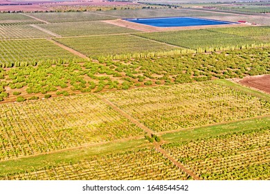 Aerial View Of Rural Nature Landscape With Grape Agricultural Fields Against Countryside Background. Satellite Imagery Of Agriculture Scenery In Crimea On Sunny Morning. Detailed Repeating Pattern