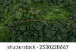 Aerial view rural road forest tree, Dirt road on mountain in forrest tree, Rural road on the deep forest mountain green tree.