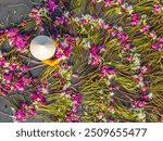 Aerial view of rural women in Moc Hoa district, Long An province, Mekong Delta are harvesting water lilies. Water lily is a traditional dish here. Travel and landscape concept