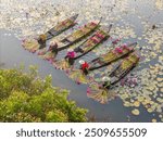 Aerial view of rural women in Moc Hoa district, Long An province, Mekong Delta are harvesting water lilies. Water lily is a traditional dish here. Travel and landscape concept