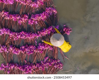 Aerial view of rural women in Moc Hoa district, Long An province, Mekong Delta are harvesting water lilies. Water lily is a traditional dish here. Travel and landscape concept - Powered by Shutterstock