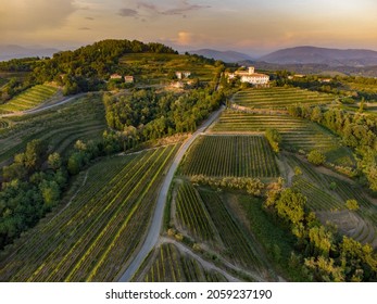 An aerial view of a scenic vineyard with trees growing in rows in Friuli Venezia Giulia, Italy