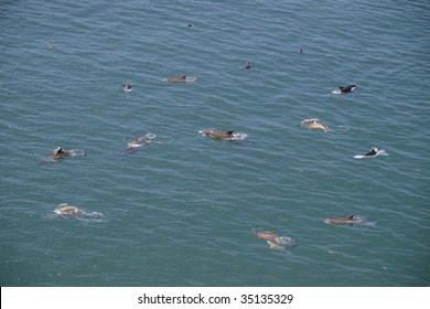 An Aerial View Of A School Of Dolphins Playing