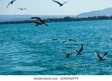 An aerial view of seagulls flying over lake - Powered by Shutterstock