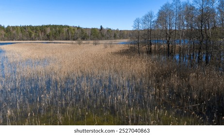 Aerial view of a serene lake surrounded by lush green forests and wetlands. The water is calm, reflecting the blue sky and trees. The landscape features land and water, with reeds and sandy shores. - Powered by Shutterstock