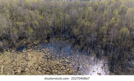 Aerial view of a serene lake surrounded by lush green forests and wetlands. The water is calm, reflecting the blue sky and trees. The landscape features land and water, with reeds and sandy shores. - Powered by Shutterstock